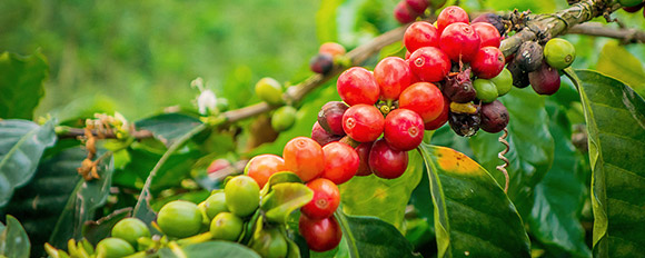 Entdecken Sie Kolumbiens Kaffeeplantagen auf einer Individualreise

